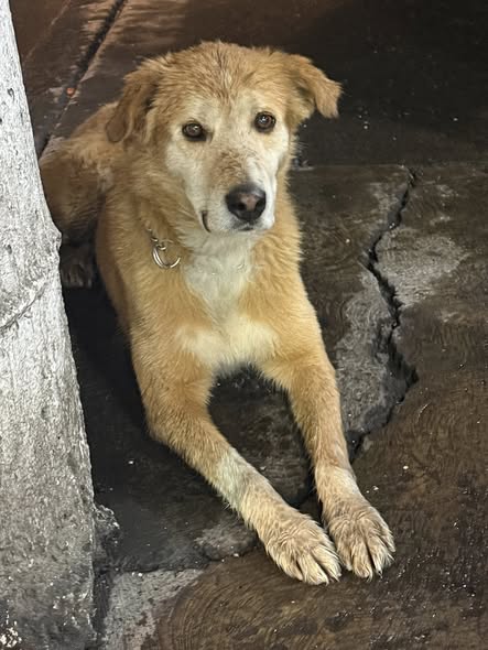 Dog sighting photo