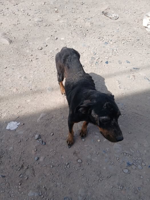 Dog sighting