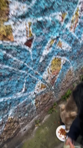 Dog sighting photo