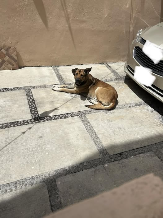Dog sighting photo