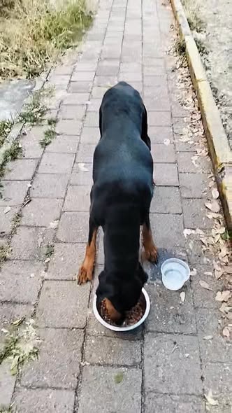 Dog sighting