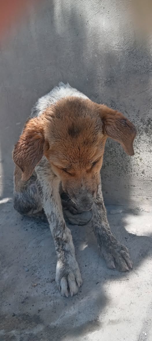 Dog sighting photo