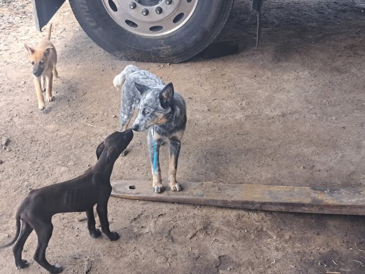Foto del avistamiento de perro