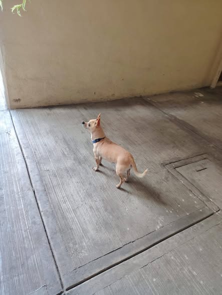 Foto del avistamiento de perro