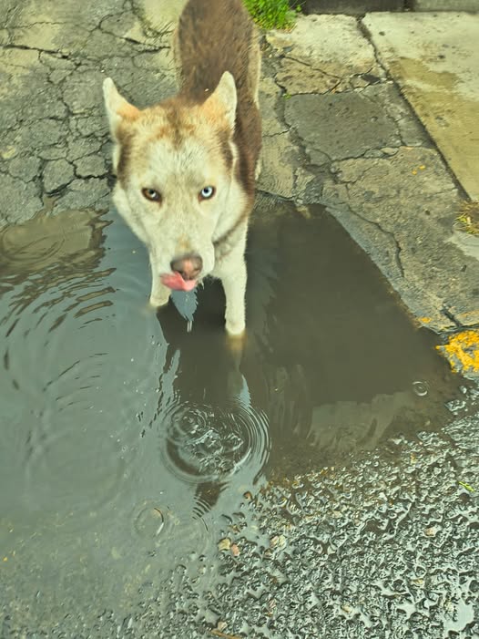 Dog sighting photo