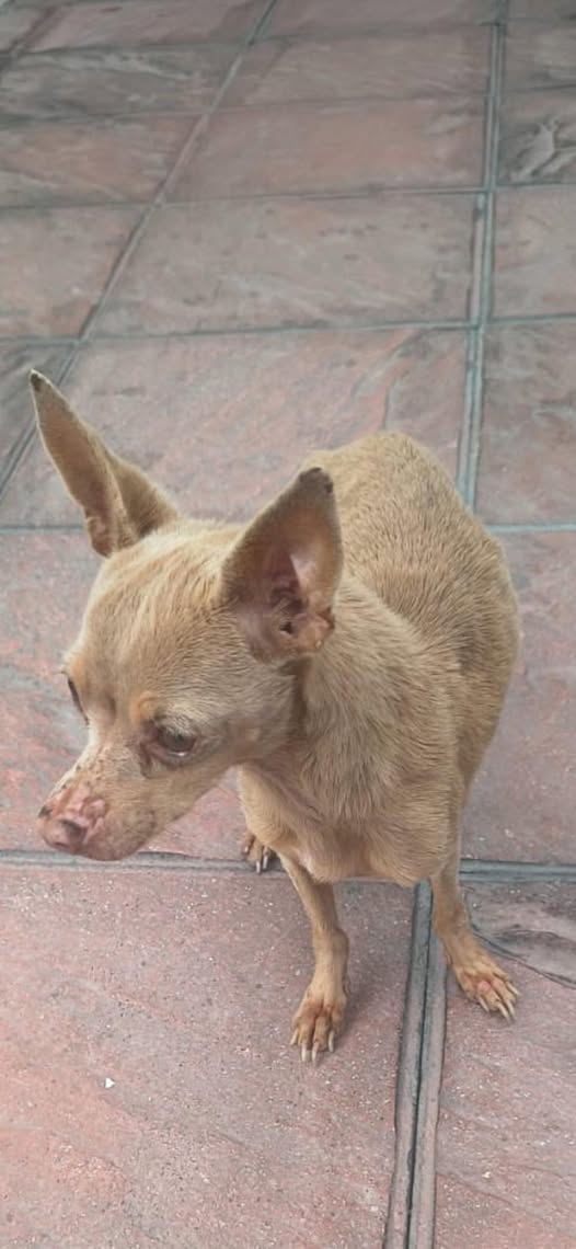 Foto del avistamiento de perro