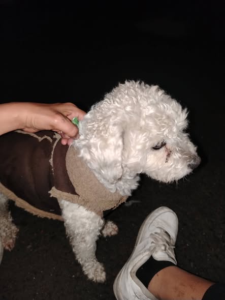 Foto del avistamiento de perro