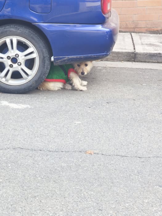 Dog sighting photo