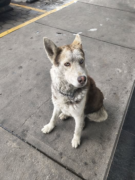 Foto del avistamiento de perro
