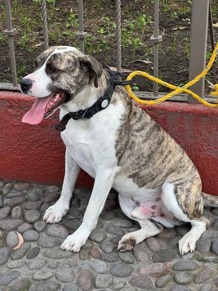 Foto del avistamiento de perro