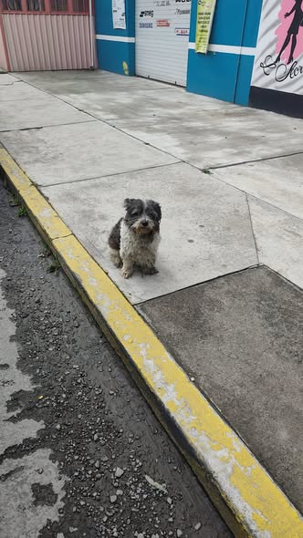 Foto del avistamiento de perro