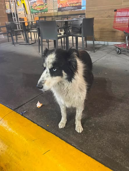 Dog sighting photo