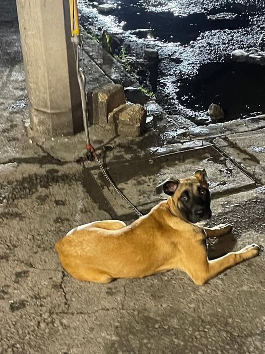Dog sighting photo
