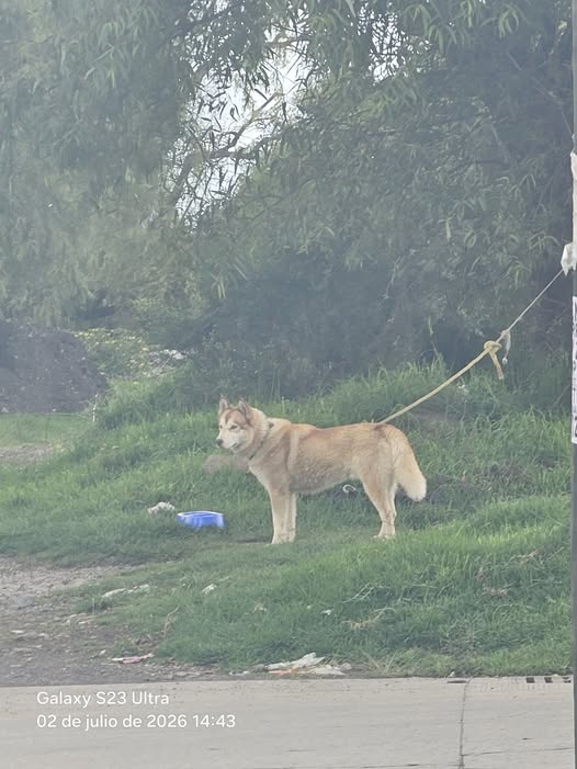 Foto del avistamiento de perro