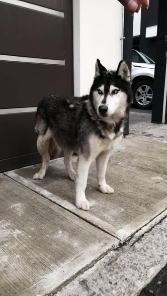 Foto del avistamiento de perro
