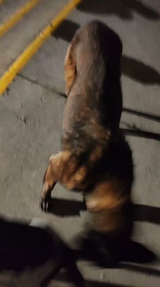 Foto del avistamiento de perro