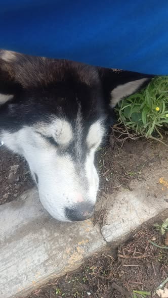 Foto del avistamiento de perro