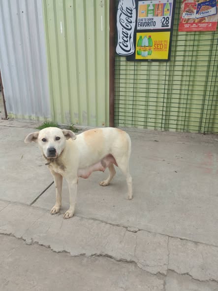 Dog sighting photo