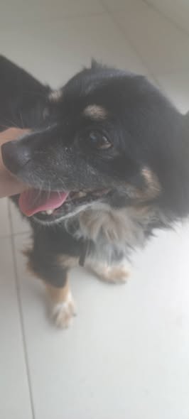 Dog sighting photo