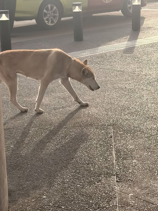 Foto del avistamiento de perro