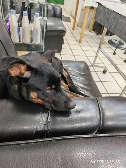Dog sighting photo