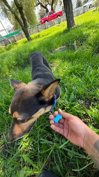 Foto del avistamiento de perro