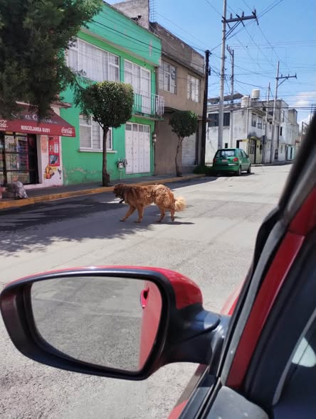 Foto del avistamiento de perro