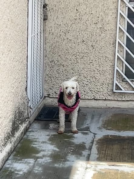 Foto del avistamiento de perro