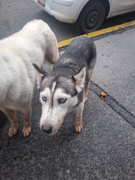Dog sighting photo