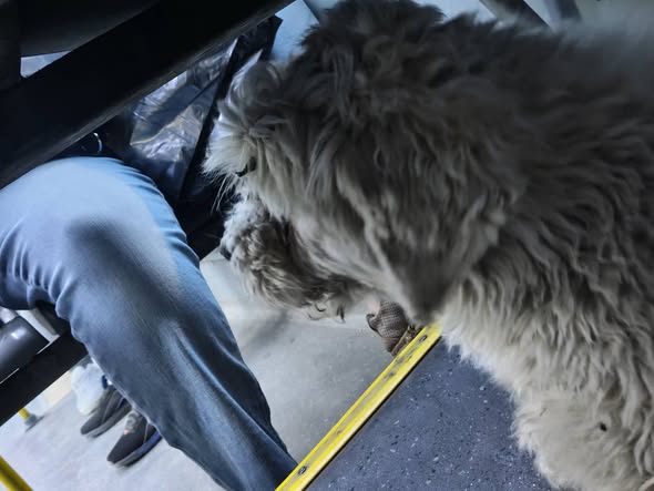 Foto del avistamiento de perro