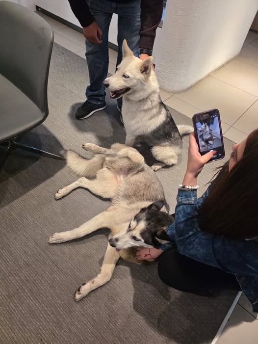 Dog sighting photo