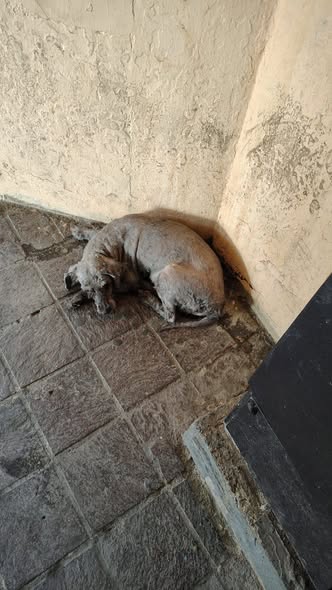 Foto del avistamiento de perro