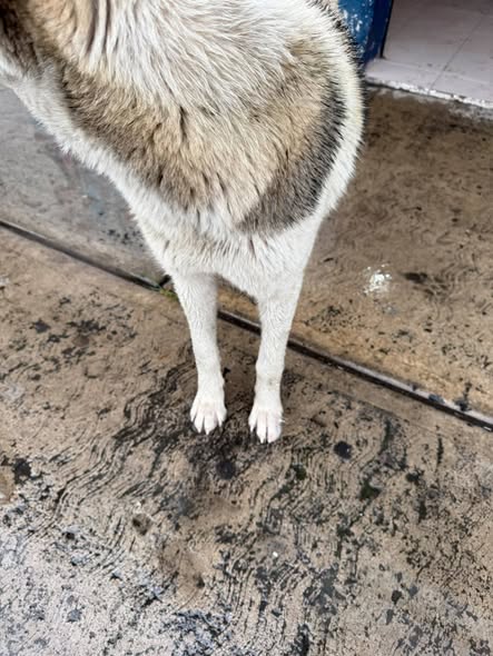 Dog sighting photo