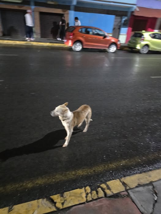 Foto del avistamiento de perro