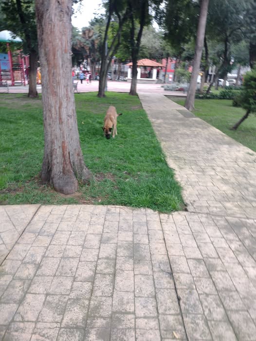 Foto del avistamiento de perro