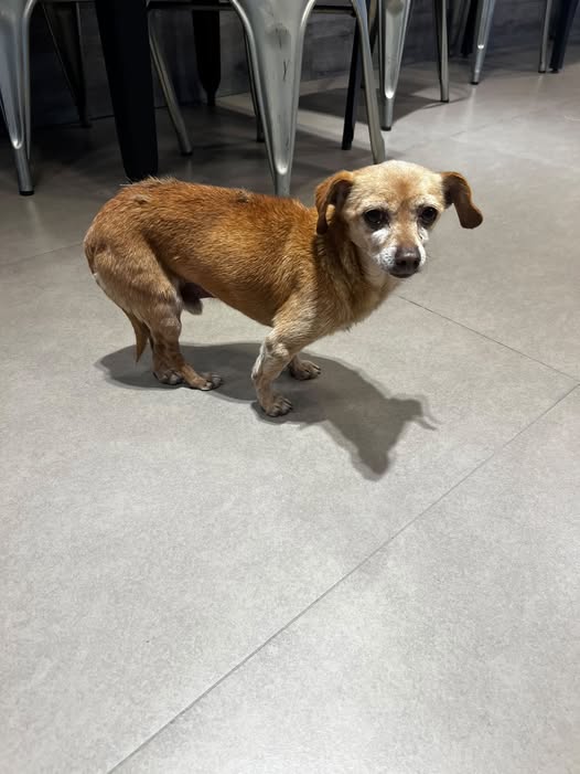 Dog sighting photo
