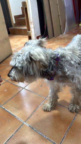 Foto del avistamiento de perro