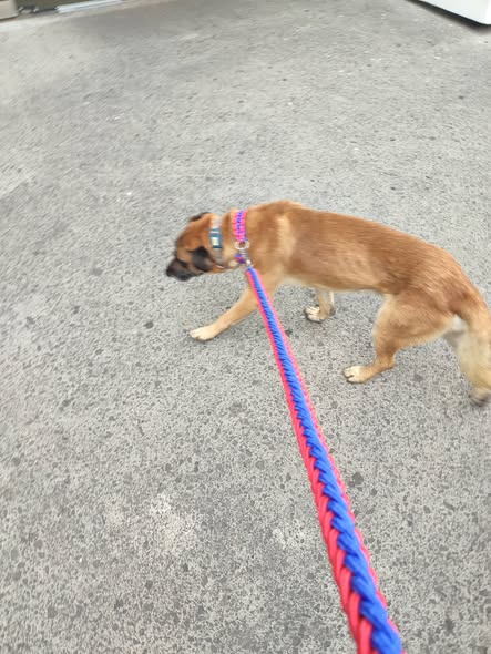 Dog sighting photo