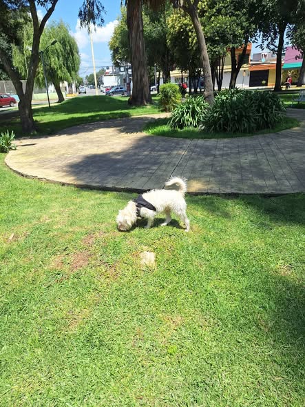 Dog sighting photo