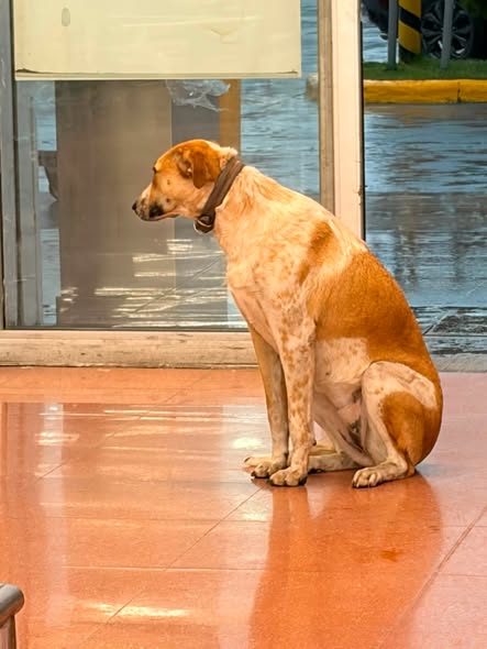 Foto del avistamiento de perro