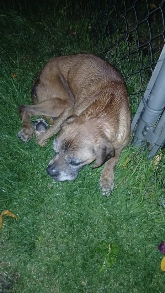 Dog sighting photo
