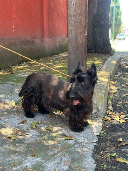 Foto del avistamiento de perro