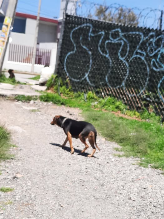 Foto del avistamiento de perro