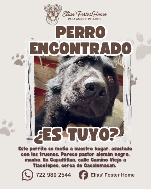 Foto del avistamiento de perro