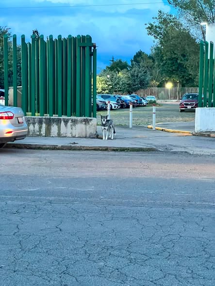 Dog sighting