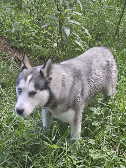 Dog sighting