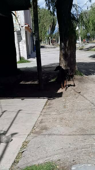Dog sighting photo