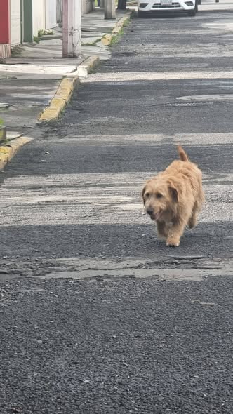 Foto del avistamiento de perro