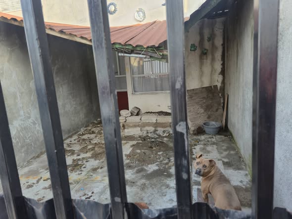 Dog sighting photo