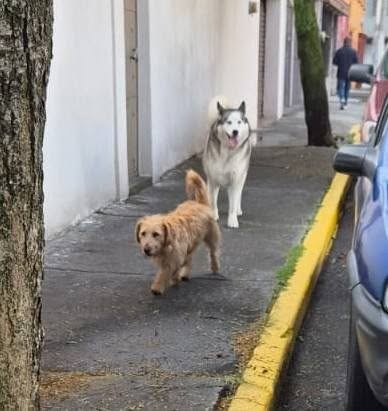 Foto del avistamiento de perro